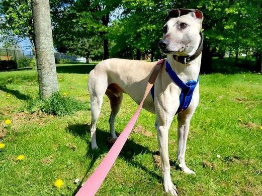 Sam - the loneliest dog in England: 3 times abandoned, 900 days waiting for the fateful owner 2