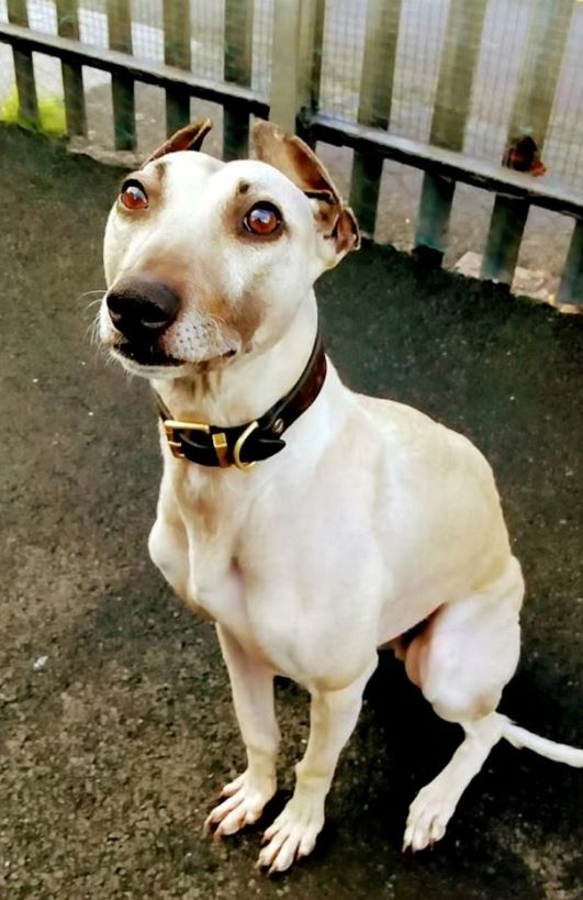 Sam - the loneliest dog in England: 3 times abandoned, 900 days waiting for the fateful owner 3