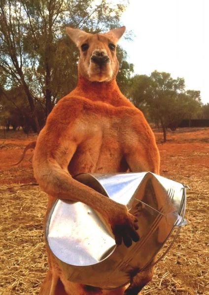 The giant muscular kangaroo, 'the strongest bodybuilder in the world', standing at 2m tall has a hobby of crushing metal buckets...for relaxation 1