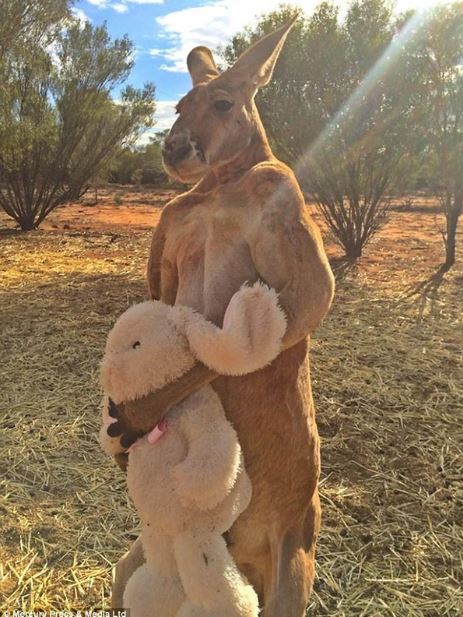 The giant muscular kangaroo, 'the strongest bodybuilder in the world', standing at 2m tall has a hobby of crushing metal buckets...for relaxation 3