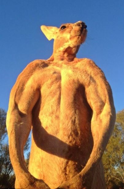 The giant muscular kangaroo, 'the strongest bodybuilder in the world', standing at 2m tall has a hobby of crushing metal buckets...for relaxation 4