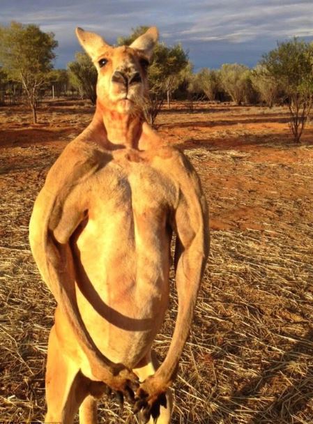 The giant muscular kangaroo, 'the strongest bodybuilder in the world', standing at 2m tall has a hobby of crushing metal buckets...for relaxation 5