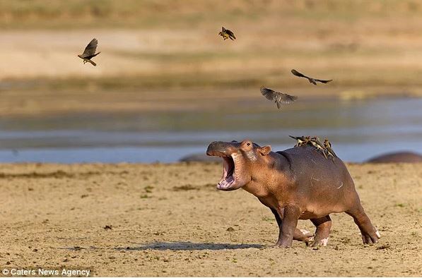 The timid hippopotamus panicked and ran away because he didn't like the bird perched on his back 1