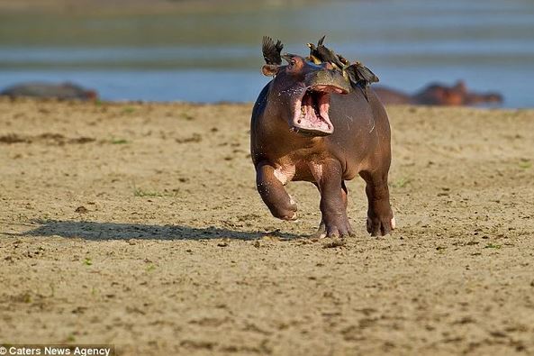 The timid hippopotamus panicked and ran away because he didn't like the bird perched on his back 2