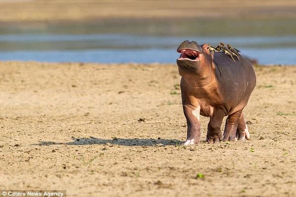 The timid hippopotamus panicked and ran away because he didn't like the bird perched on his back 3