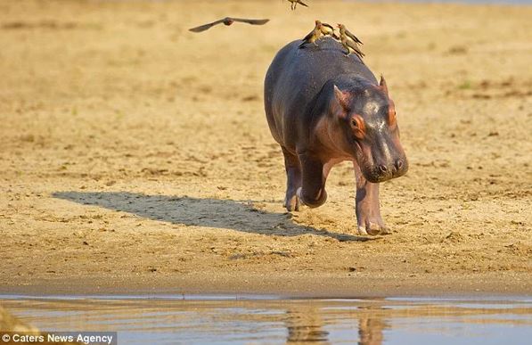 The timid hippopotamus panicked and ran away because he didn't like the bird perched on his back 5