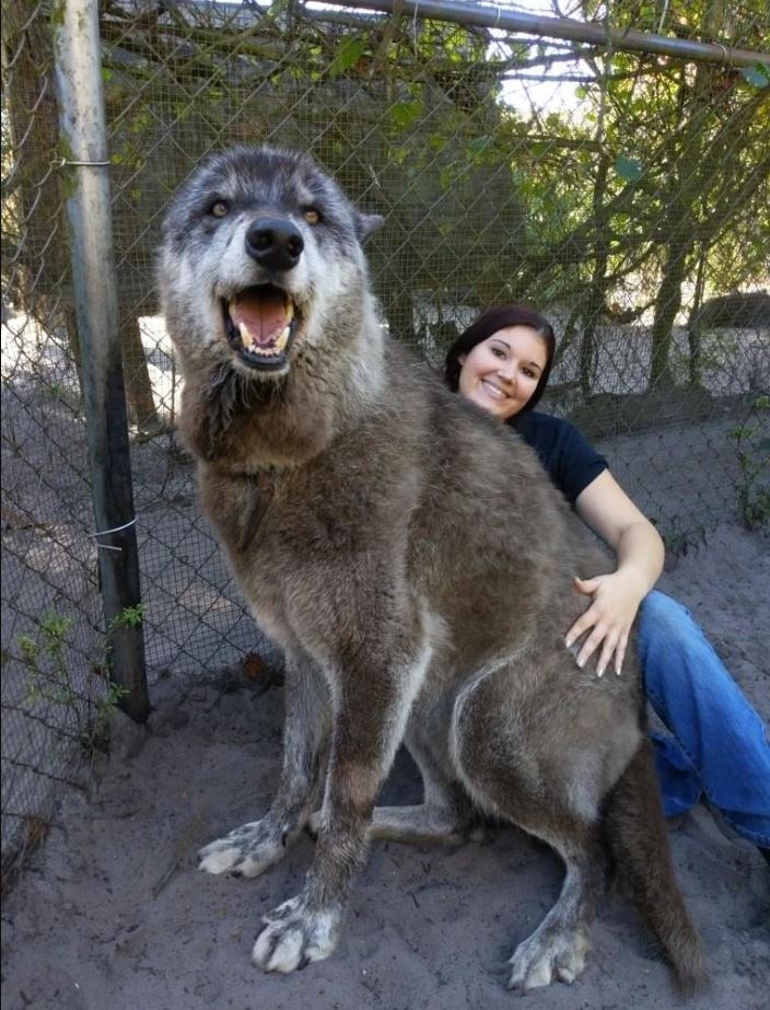 An enormous abandoned husky-wolf hybrid was rescued, unlucky to be suffering from final stage of leukemia 1