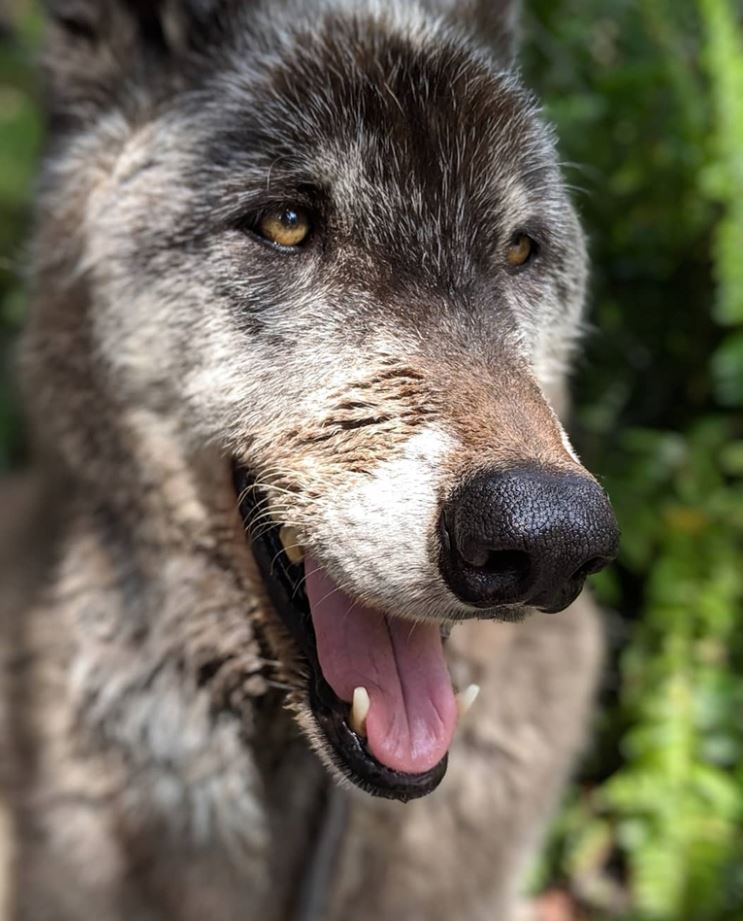 An enormous abandoned husky-wolf hybrid was rescued, unlucky to be suffering from final stage of leukemia 2