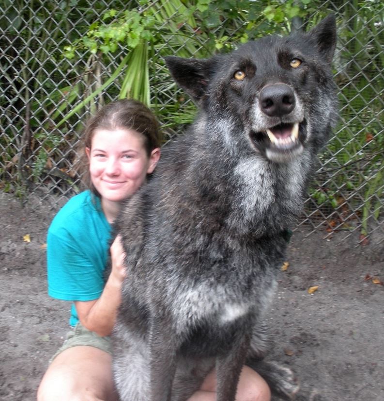 An enormous abandoned husky-wolf hybrid was rescued, unlucky to be suffering from final stage of leukemia 3