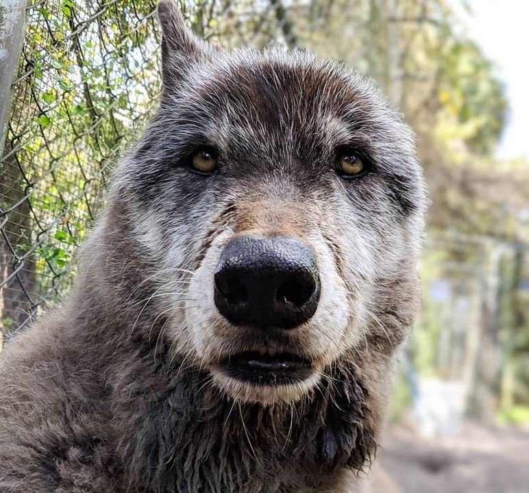 An enormous abandoned husky-wolf hybrid was rescued, unlucky to be suffering from final stage of leukemia 4