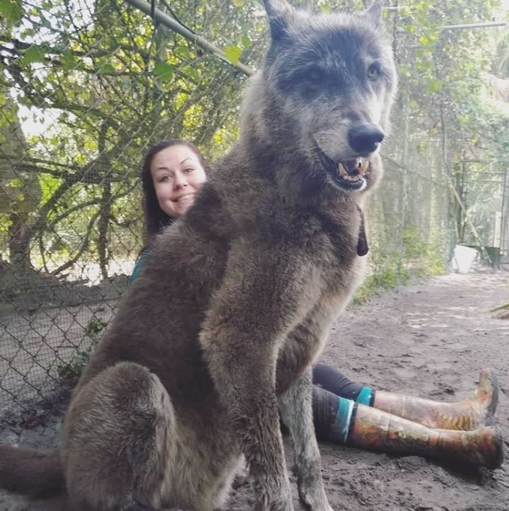 An enormous abandoned husky-wolf hybrid was rescued, unlucky to be suffering from final stage of leukemia 5