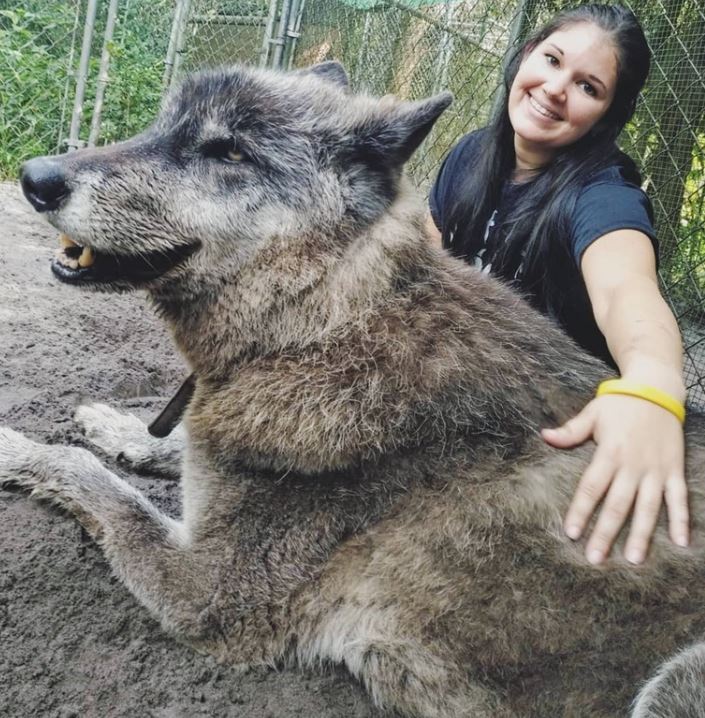 An enormous abandoned husky-wolf hybrid was rescued, unlucky to be suffering from final stage of leukemia 6