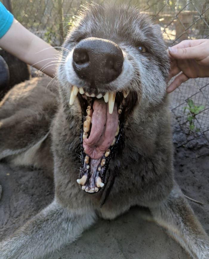 An enormous abandoned husky-wolf hybrid was rescued, unlucky to be suffering from final stage of leukemia 7