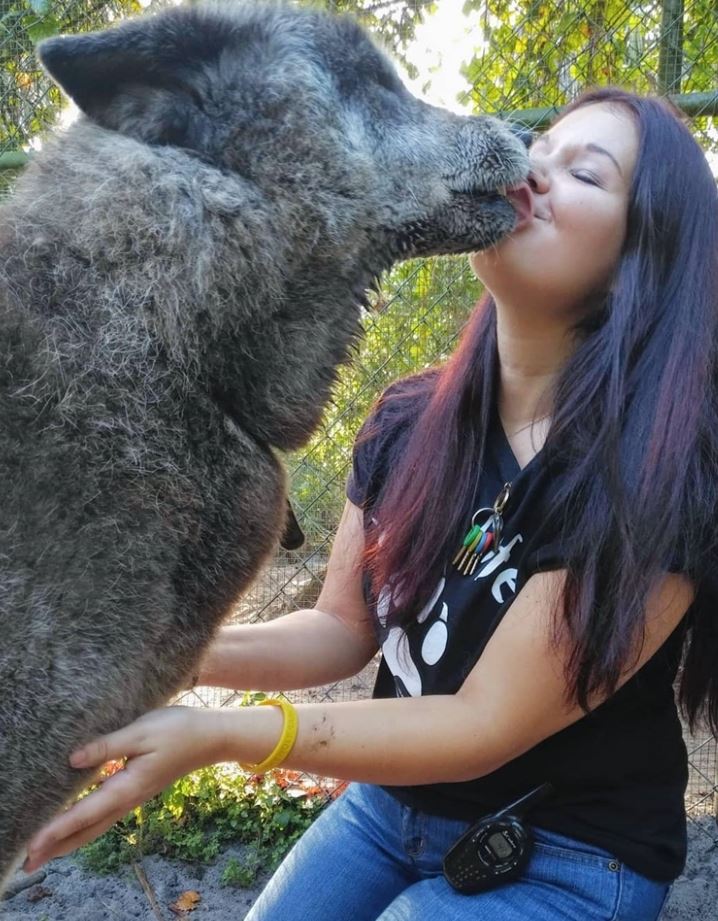 An enormous abandoned husky-wolf hybrid was rescued, unlucky to be suffering from final stage of leukemia 8