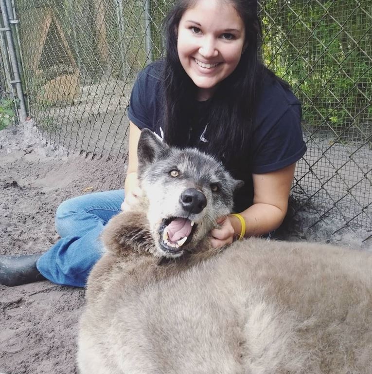 An enormous abandoned husky-wolf hybrid was rescued, unlucky to be suffering from final stage of leukemia 9