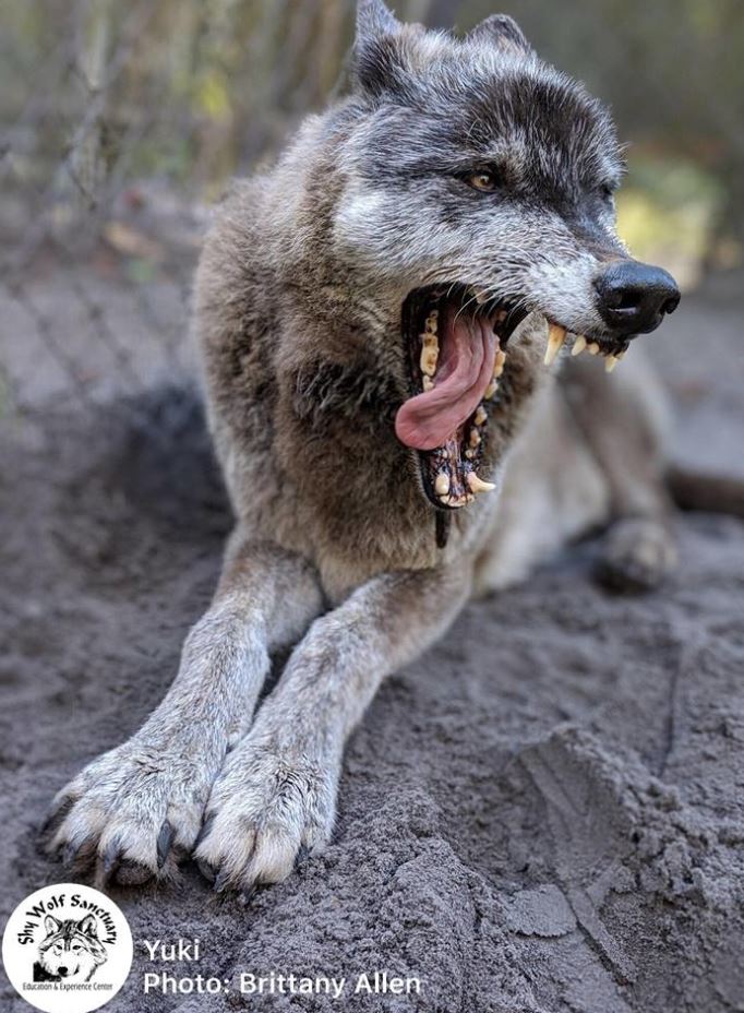 An enormous abandoned husky-wolf hybrid was rescued, unlucky to be suffering from final stage of leukemia 10