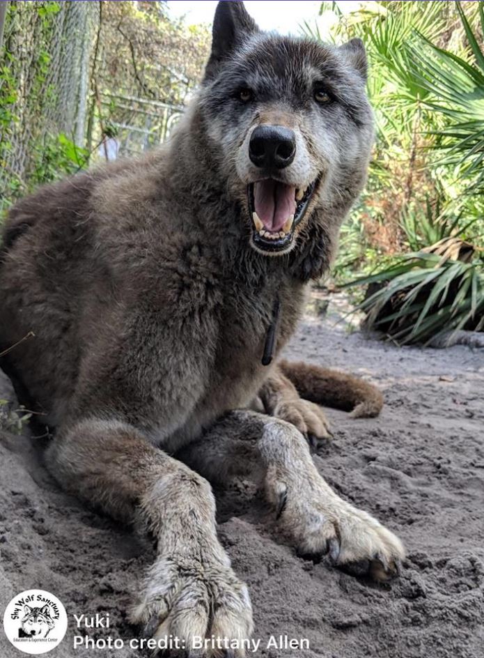 An enormous abandoned husky-wolf hybrid was rescued, unlucky to be suffering from final stage of leukemia 11