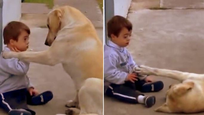 Sweet big dog comforting a cute boy with Down syndrome 1