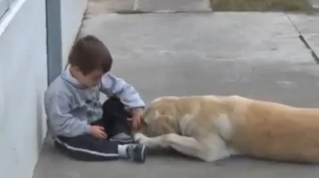 Sweet big dog comforting a cute boy with Down syndrome 2