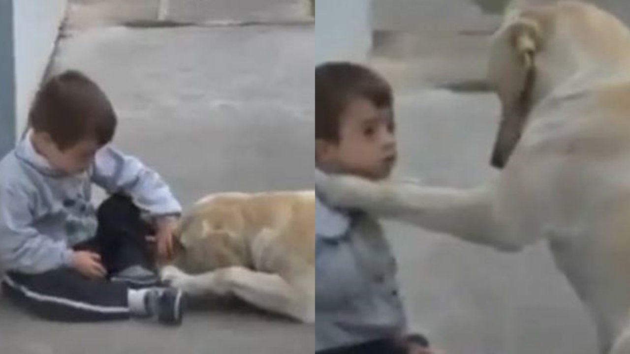 Sweet big dog comforting a cute boy with Down syndrome 4