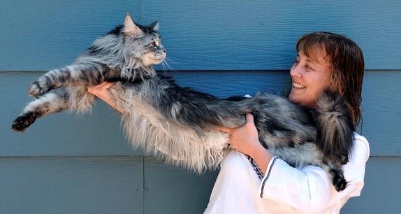 Cat Stewie won the Guinness World Record - Photo: Getty Images