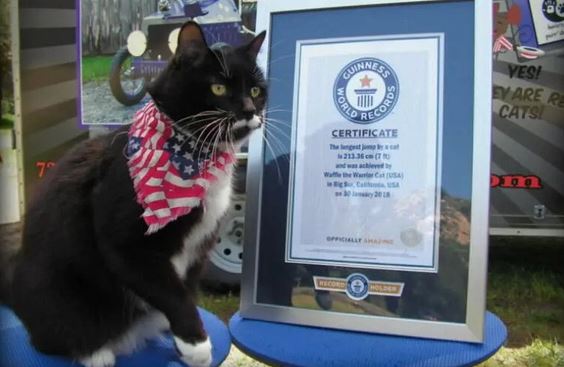  The Guinness World Record-breaking cats 4