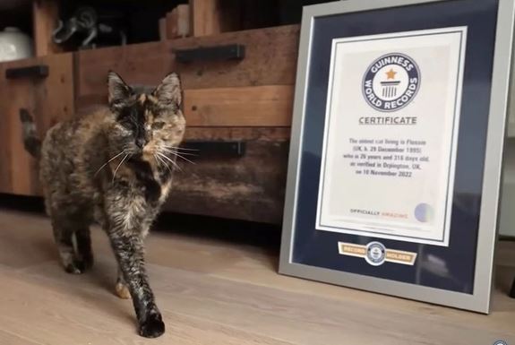  The Guinness World Record-breaking cats 6