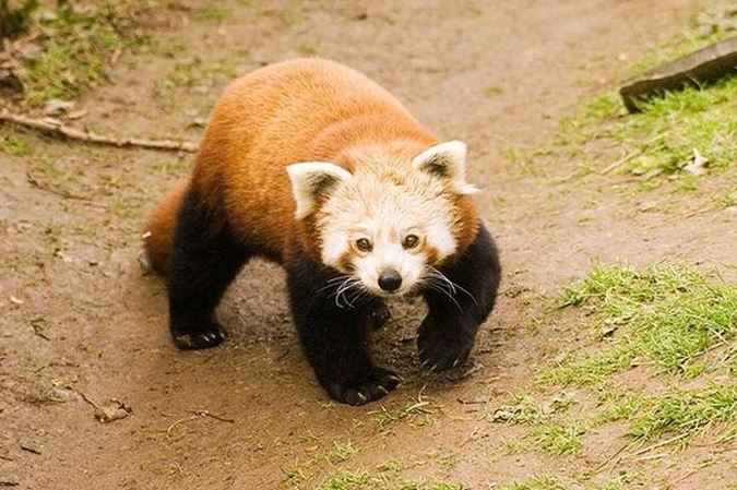 The 'Threatening expression' of the red panda has caused a stir on social media because it is too cute 1