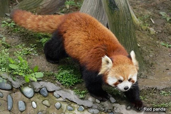 The 'Threatening expression' of the red panda has caused a stir on social media because it is too cute 2