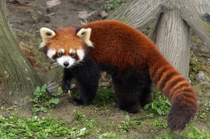The 'Threatening expression' of the red panda has caused a stir on social media because it is too cute 3