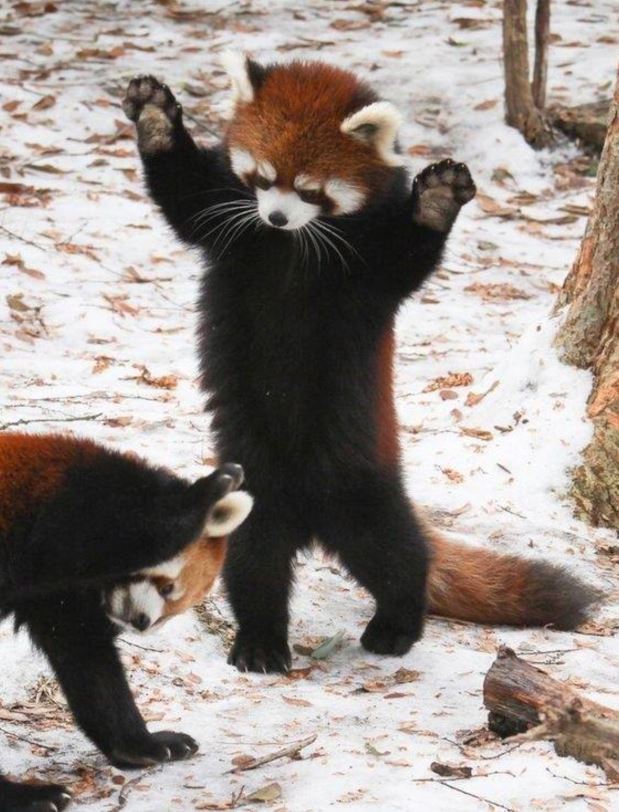 The 'Threatening expression' of the red panda has caused a stir on social media because it is too cute 4