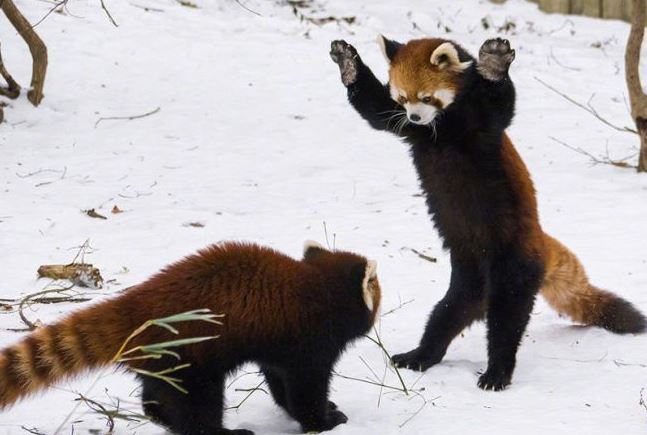 The 'Threatening expression' of the red panda has caused a stir on social media because it is too cute 5