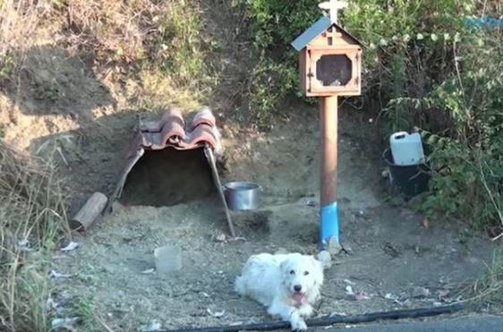 he faithful dog lived for 18 months next to the stretch of road where his beloved owner, who he was faithful to, had an accident and died. Image Credit: Mirror