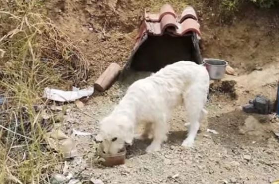 After his owner died in an accident, the dog named Hachiko remained faithfully at the scene and refused to leave for 18 months 2