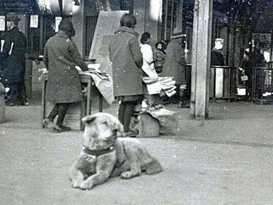 After his owner died in an accident, the dog named Hachiko remained faithfully at the scene and refused to leave for 18 months 3