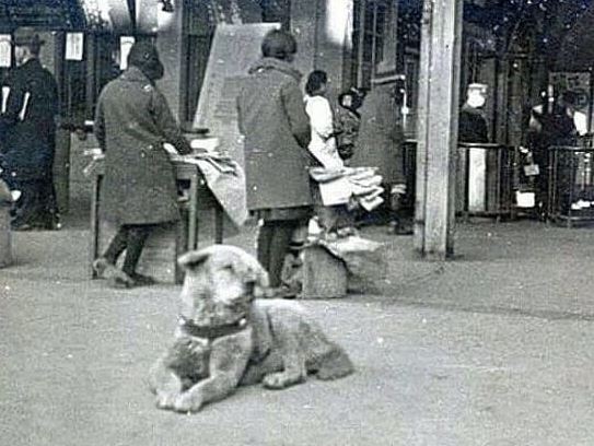 Hachiko the dog – the loyal legend of the land of cherry blossoms