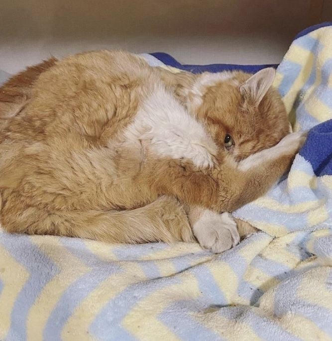 After wandering the streets for years, a cat with three legs was able to find her ideal forever home 3