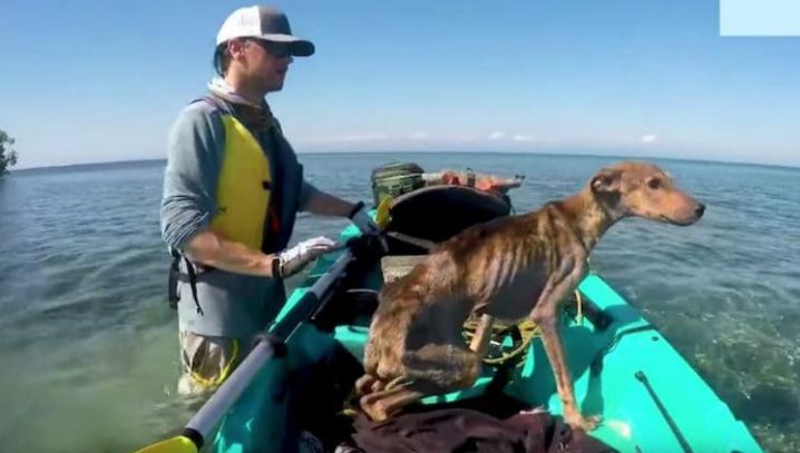 Man saved a starving dog stranded on a remote island 2