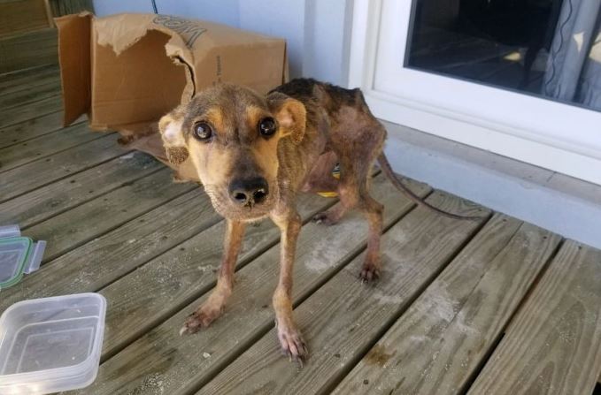 Man saved a starving dog stranded on a remote island 3