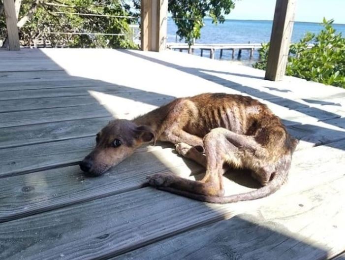 Man saved a starving dog stranded on a remote island 4
