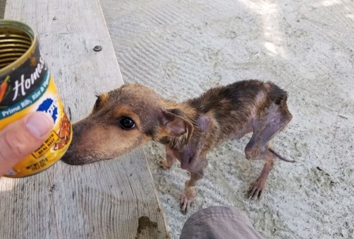 Man saved a starving dog stranded on a remote island 5