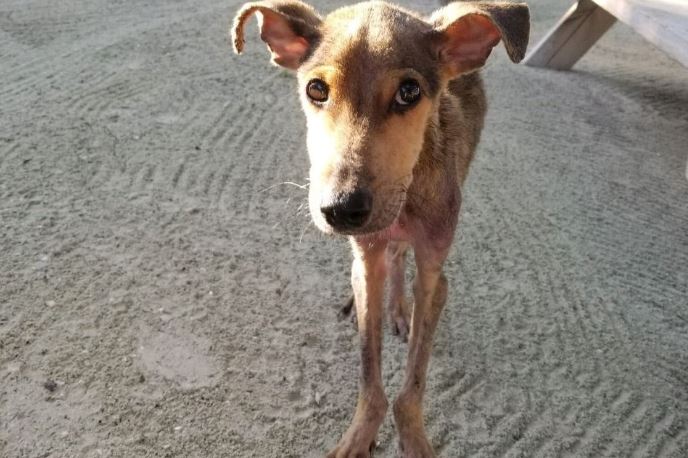 Man saved a starving dog stranded on a remote island 6