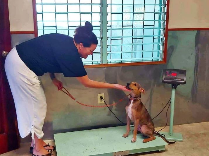 Man saved a starving dog stranded on a remote island 7