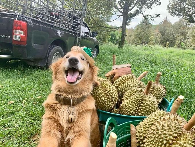 The dog has become famous for following its owner who sells durian in Thailand for 7 years 1