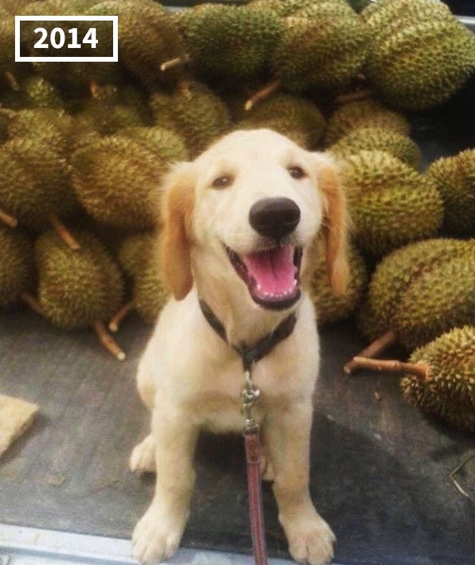 The dog has become famous for following its owner who sells durian in Thailand for 7 years 2