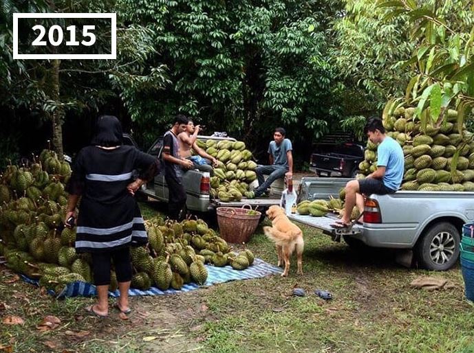 The dog has become famous for following its owner who sells durian in Thailand for 7 years 3