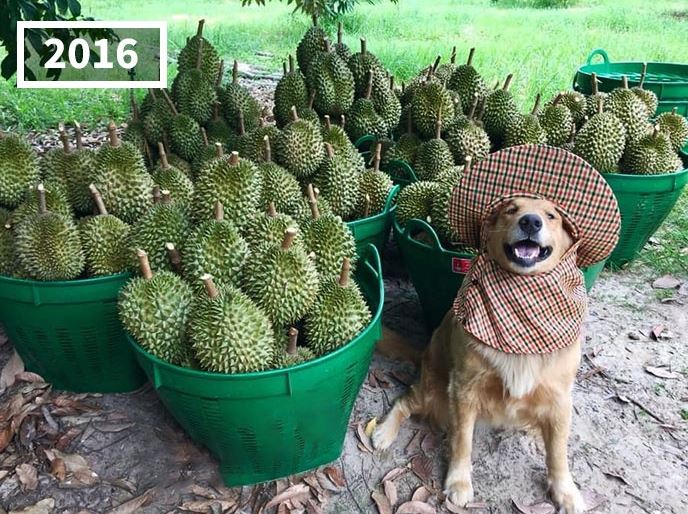 The dog has become famous for following its owner who sells durian in Thailand for 7 years 4