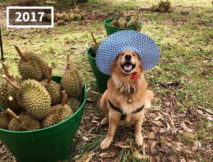The dog has become famous for following its owner who sells durian in Thailand for 7 years 5