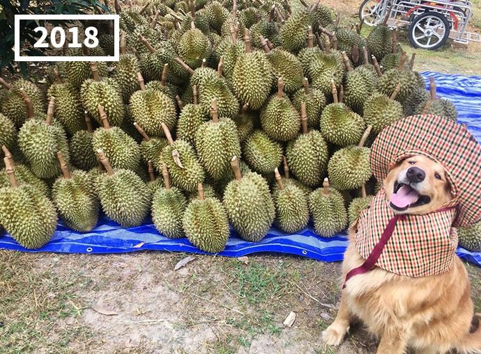 The dog has become famous for following its owner who sells durian in Thailand for 7 years 6