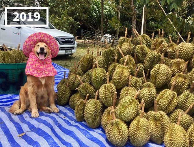 The dog has become famous for following its owner who sells durian in Thailand for 7 years 7